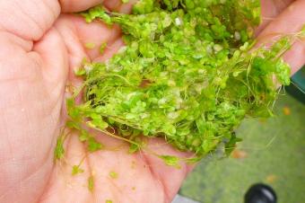Koi love duckweed, and it is a great source of protein and minerals