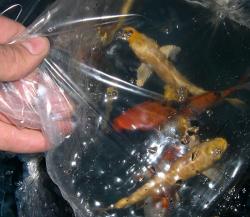 New fish should be floated to equalize temperatures. Add some pond water to the bag too