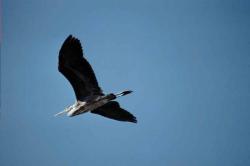 Herons will travel very far to reach your pond