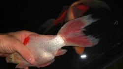 This fish is in obvious distress. But from what ?