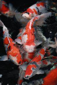 Some stock from  Japanese koi breeder Koda