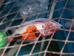 This fish did not last long, small fish perish quickly if they have ulcers