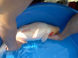Either turn the fish over or examine in a bag to thoroughly inspect the fish