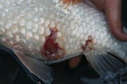 This is an advanced ulcer. The stress of moving to our facility actually killed the fish overnight