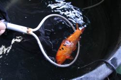 This fish has a fairly deep ulcer. It managed to make a full recovery