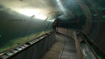 A visit to the Aquarium of the Bay is recommended